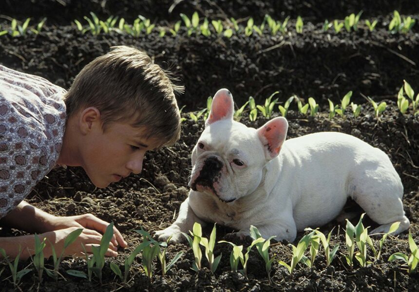 ウォルター少年と、夏の休日 – 少年とおじいさんの忘れられない夏